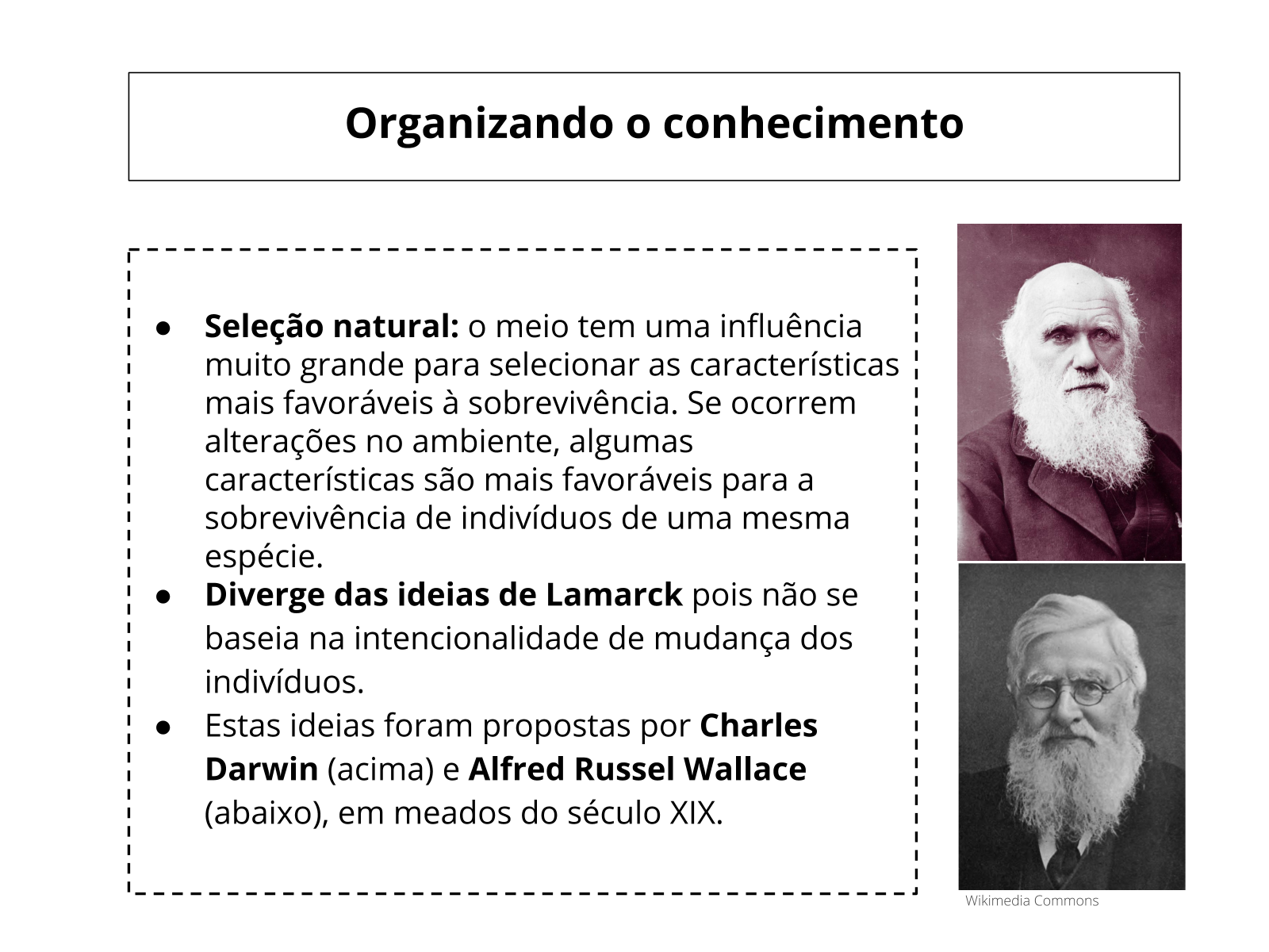 erros comuns sobre a teoria da evolução de darwin