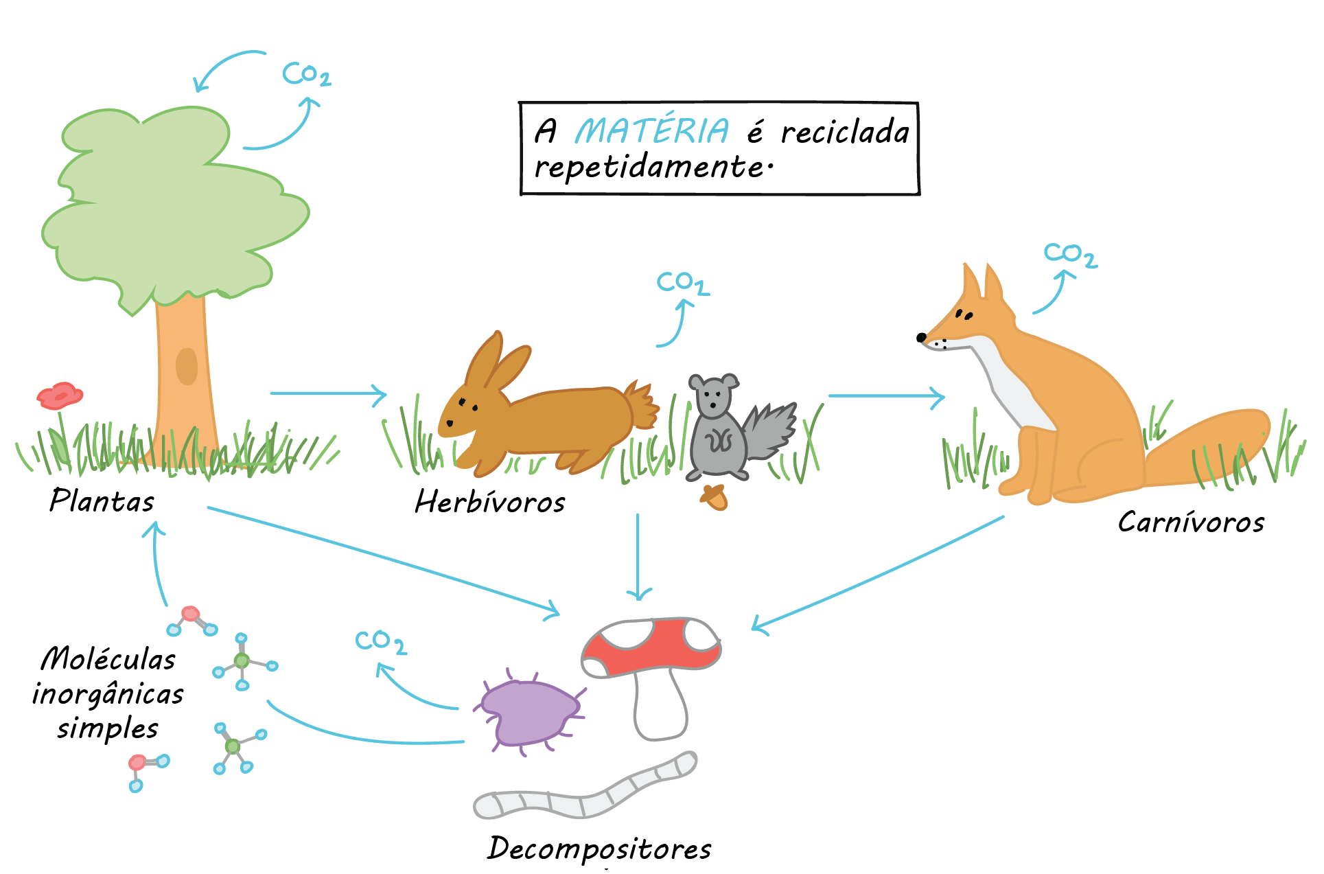 erros comuns ao definir ecossistema