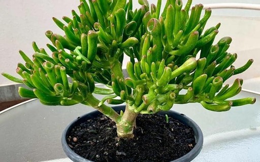 ideias de decoração com suculenta orelha de shrek