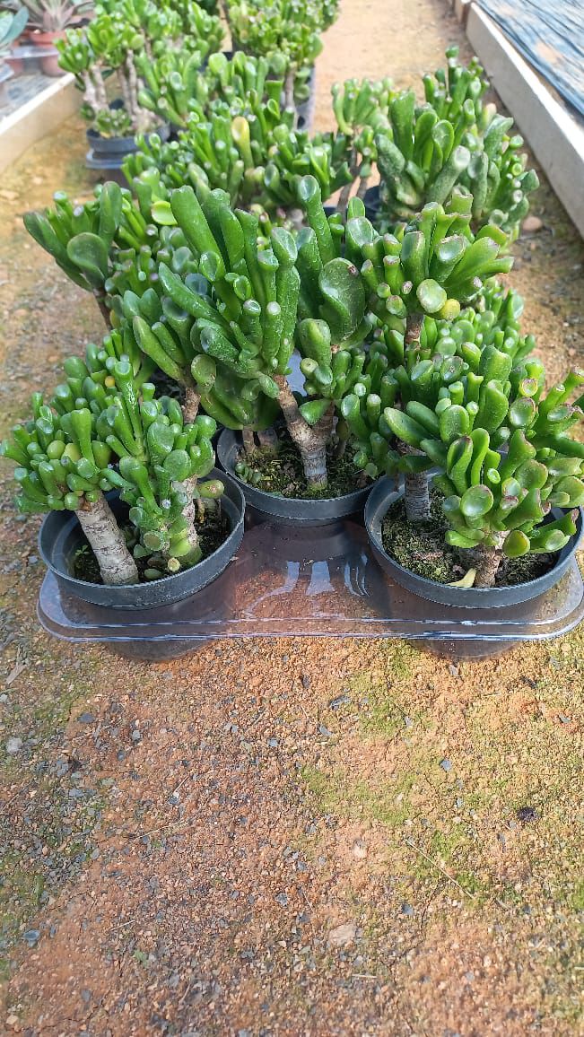 preço muda suculenta orelha de shrek