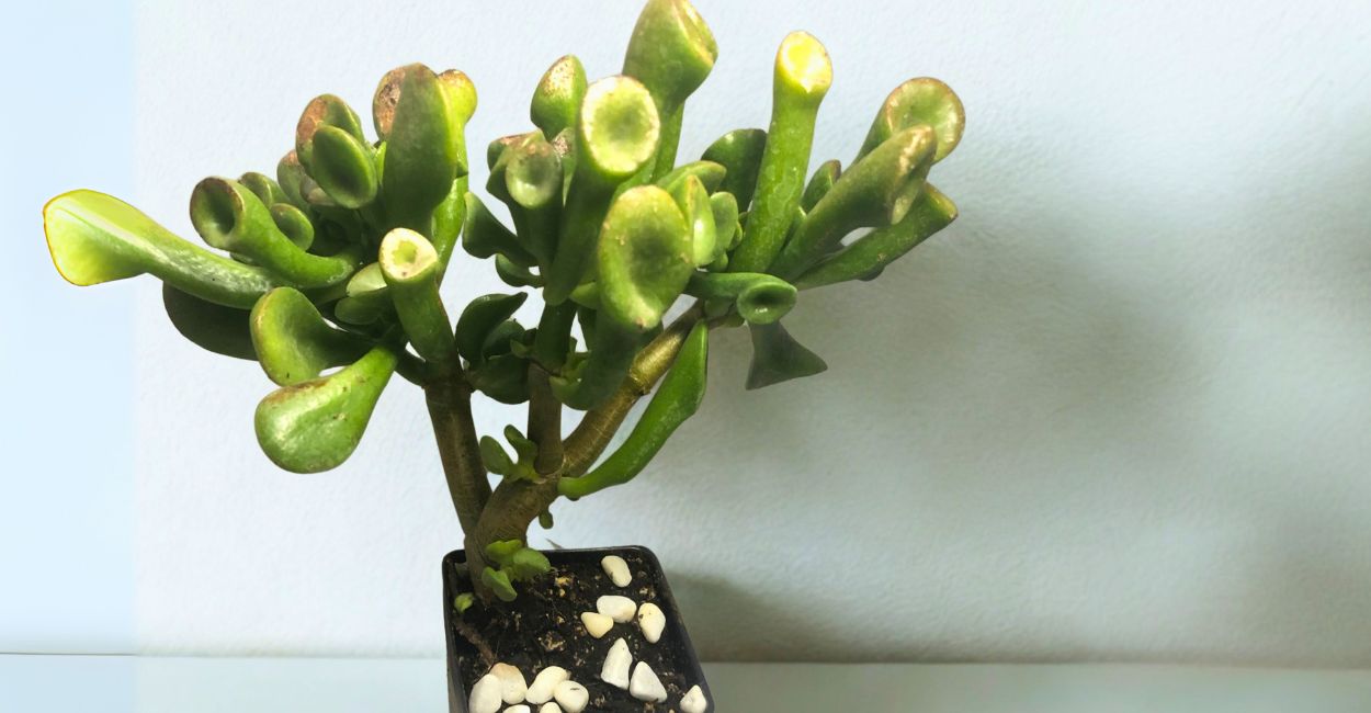 ideias de decoração com suculenta orelha de shrek