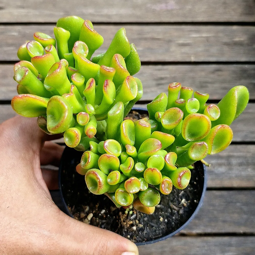 orelha de shrek vs orelha de elefante