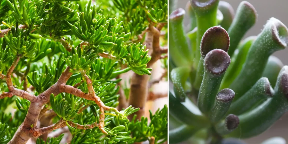 como fazer muda de orelha de shrek