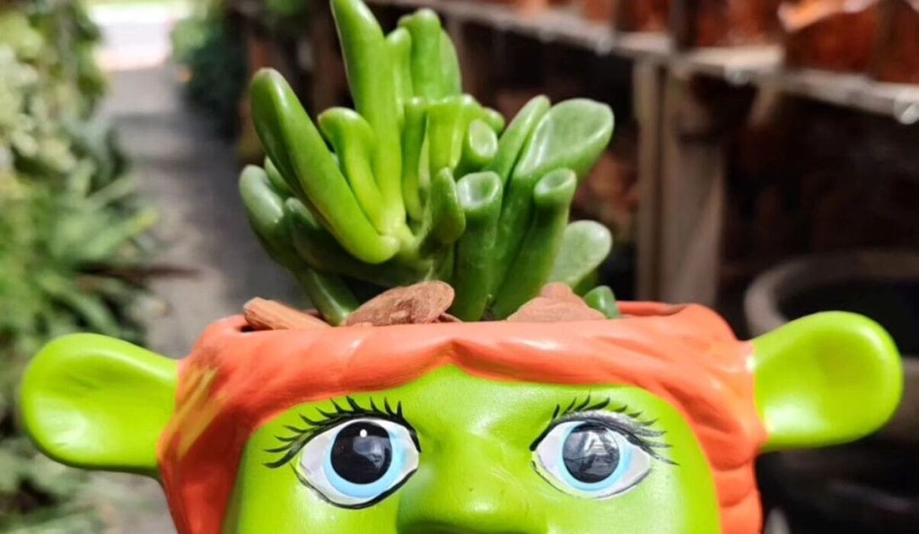 erros comuns ao regar orelha de shrek