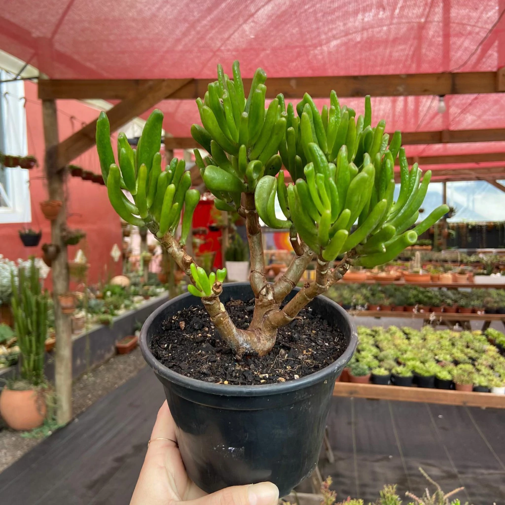 erros comuns ao regar orelha de shrek