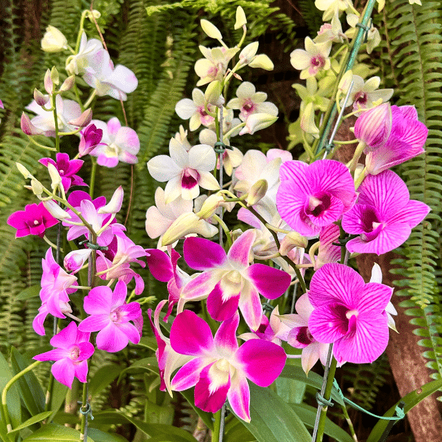 erros comuns ao cuidar de orquídea denphal