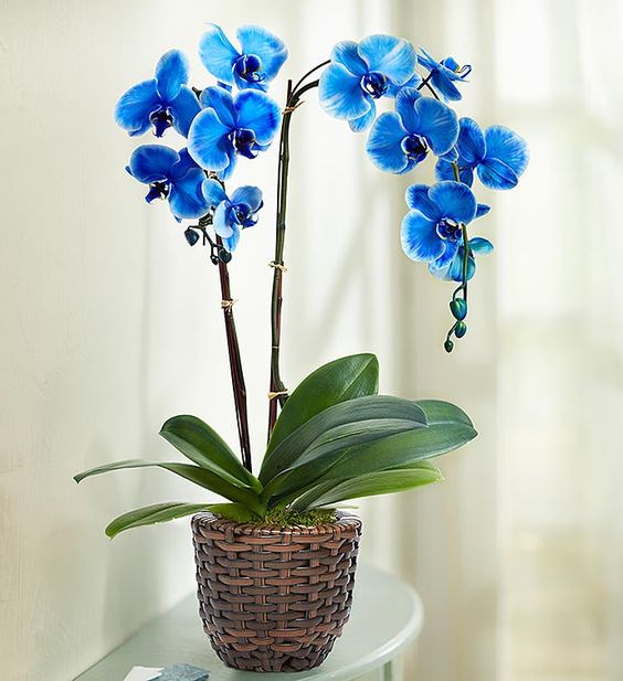 orquidea tipos