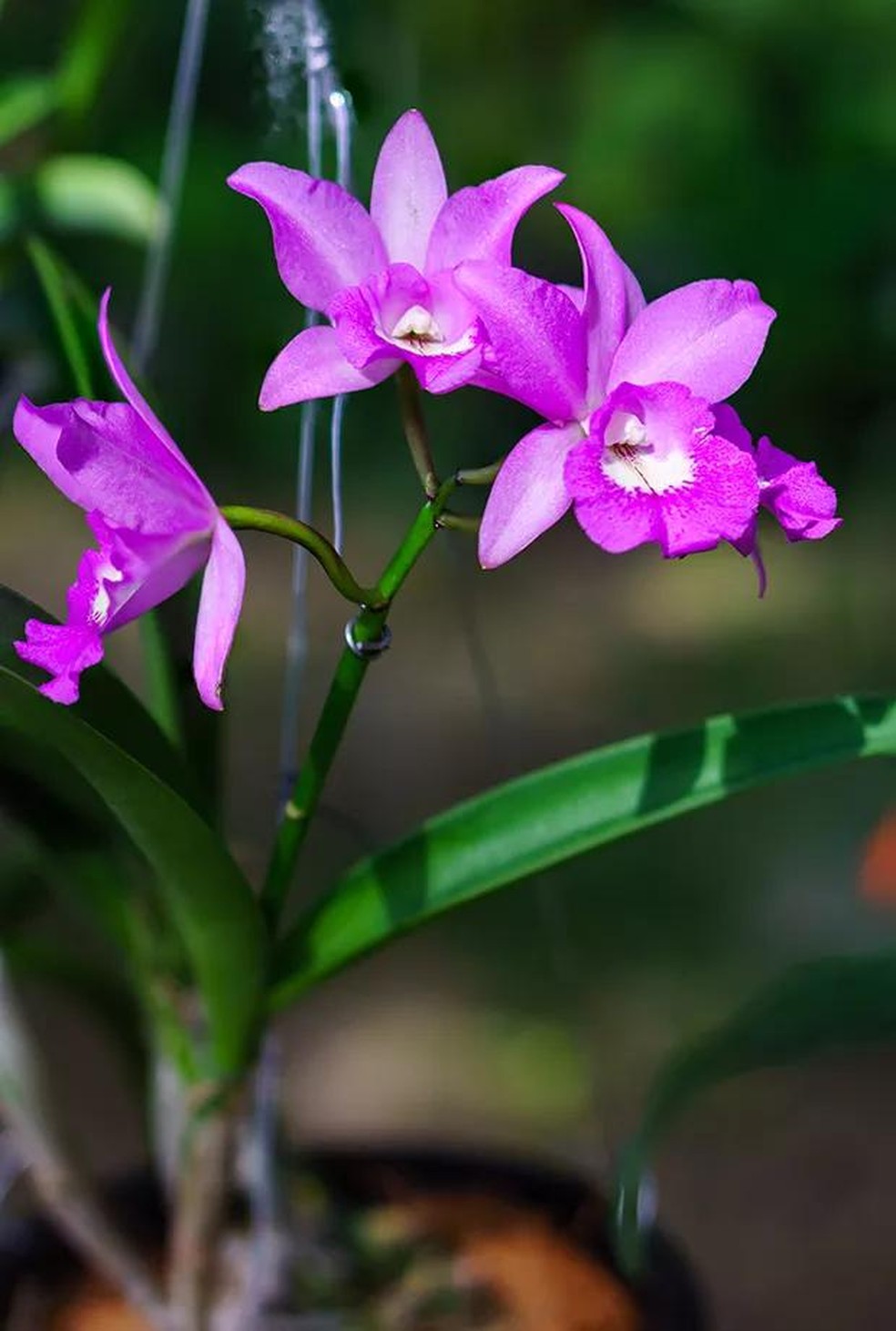 melhores tipos de orquídeas para colecionar