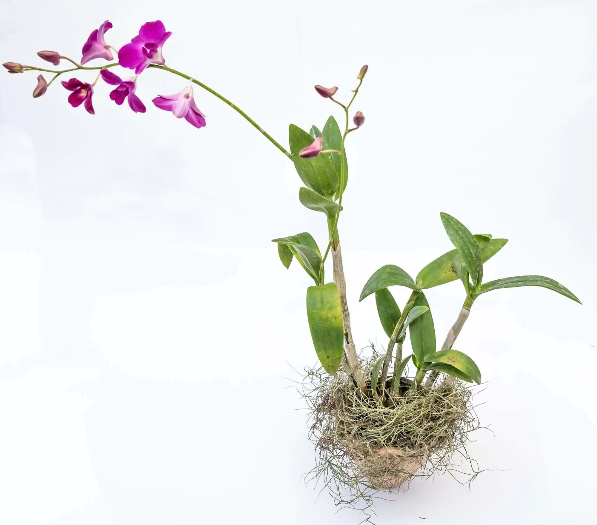 erros comuns ao identificar tipos de orquídeas