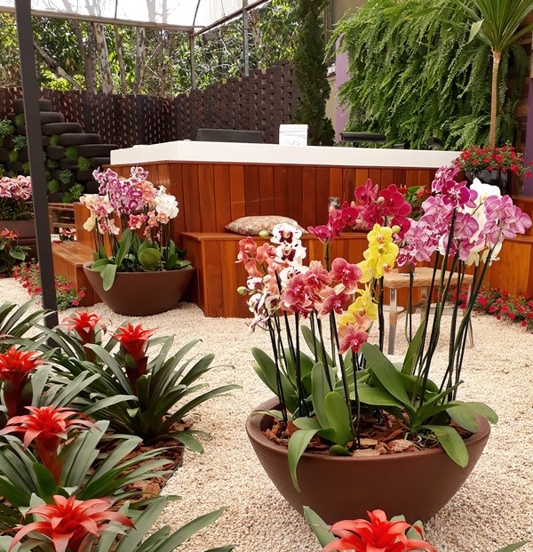 erros comuns ao cuidar de orquídeas em apartamento