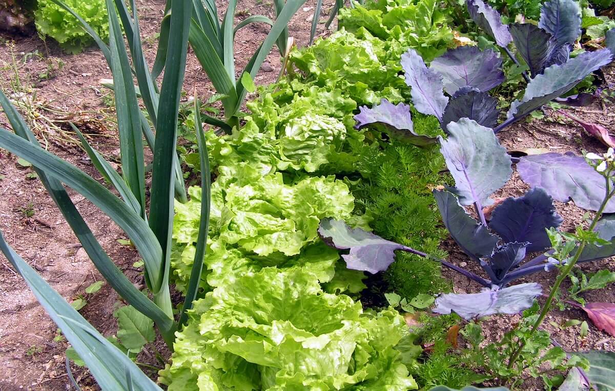 plantas antagônicas