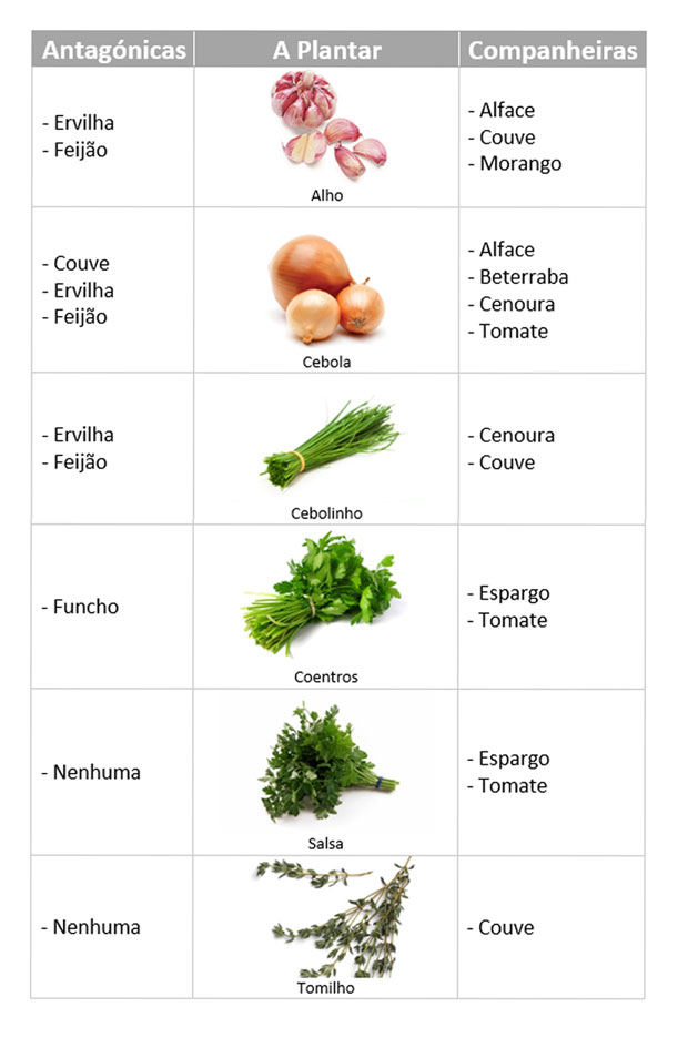 quais plantas não plantar juntas na horta