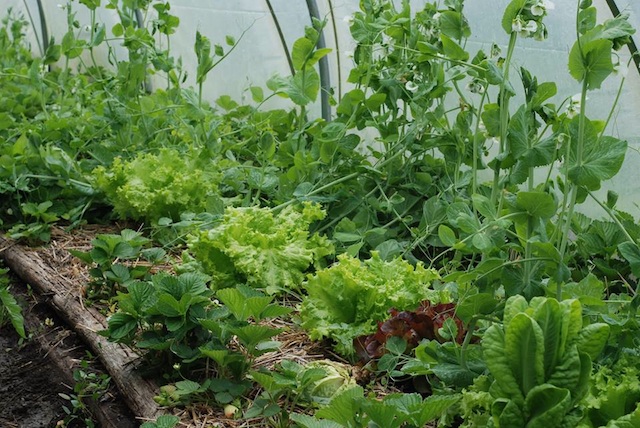 erros comuns ao plantar espécies próximas