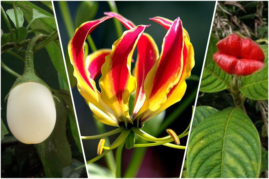 flores exóticas raras