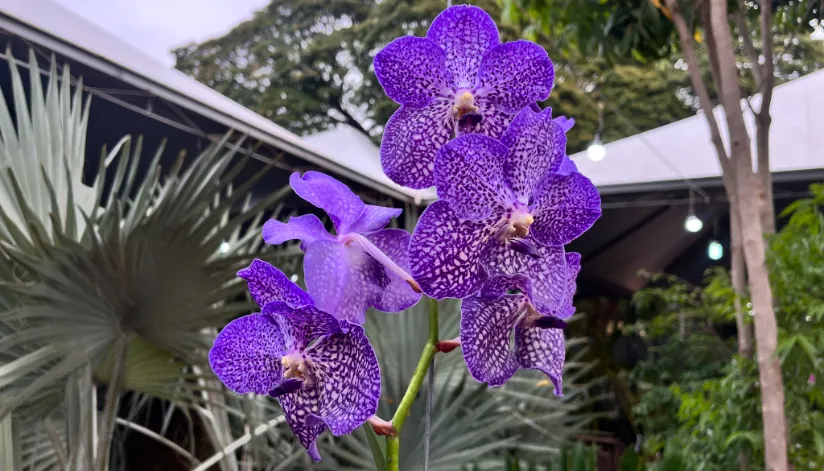 plantas exóticas de fácil cuidado