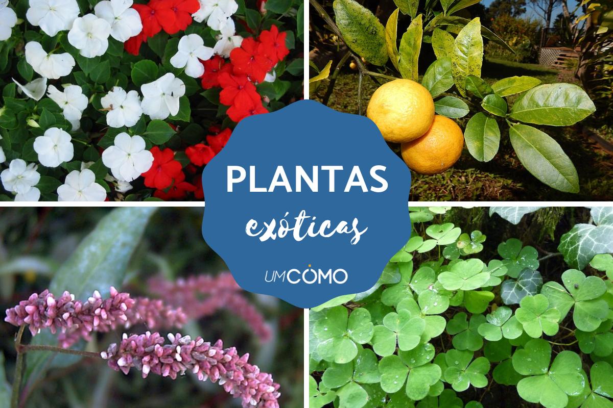 plantas exóticas com flores incomuns
