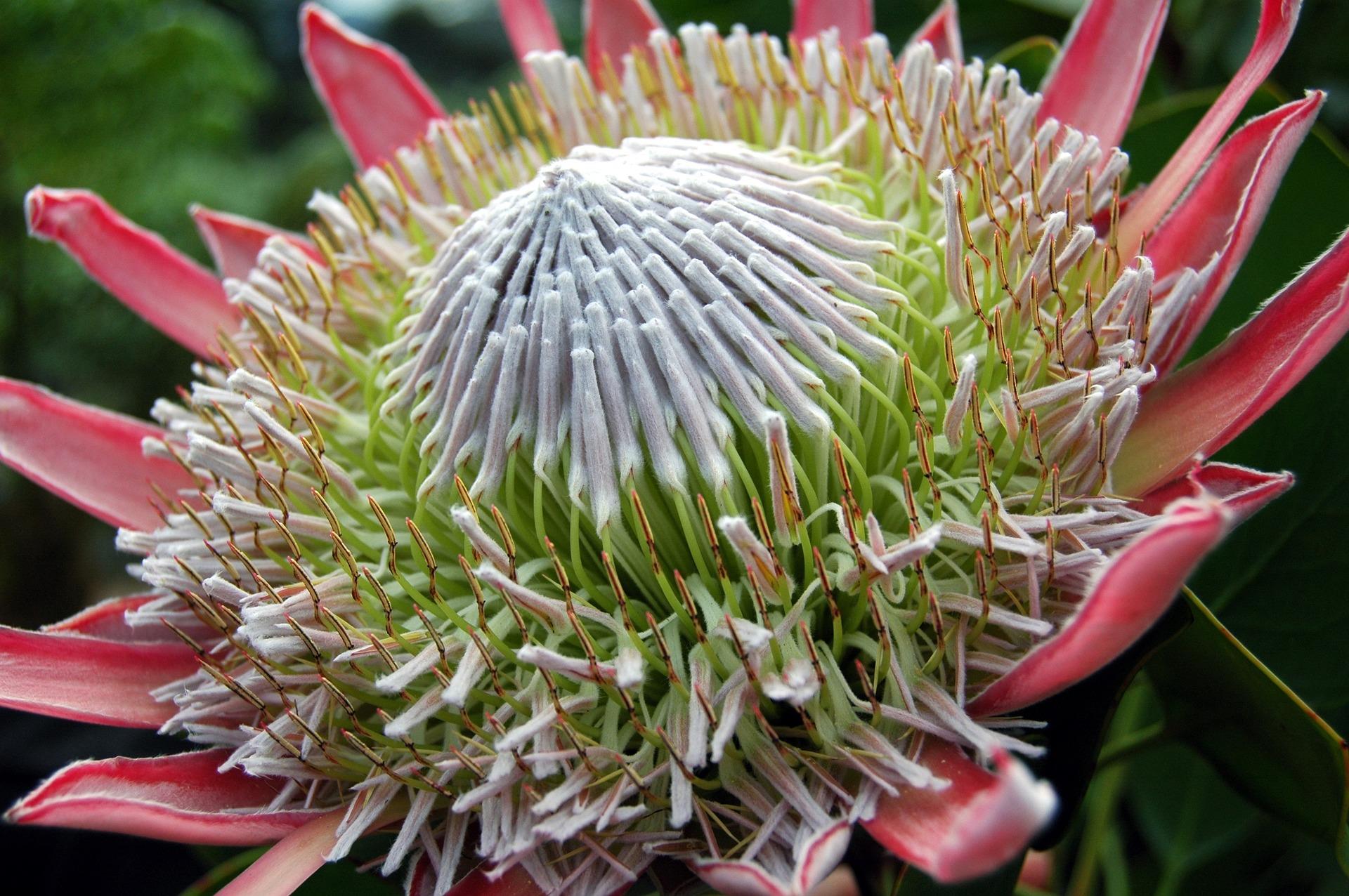 plantas exóticas que parecem artificiais