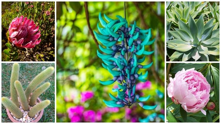 plantas exóticas para jardins