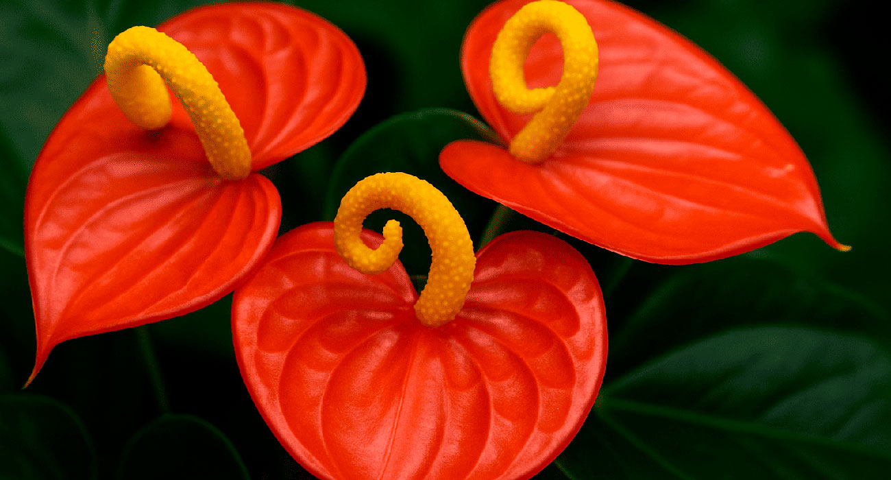 plantas exóticas brasileiras