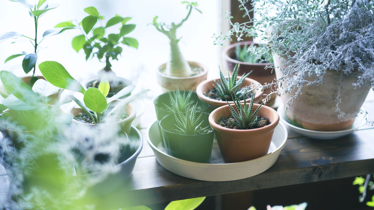 plantas exóticas com alta umidade