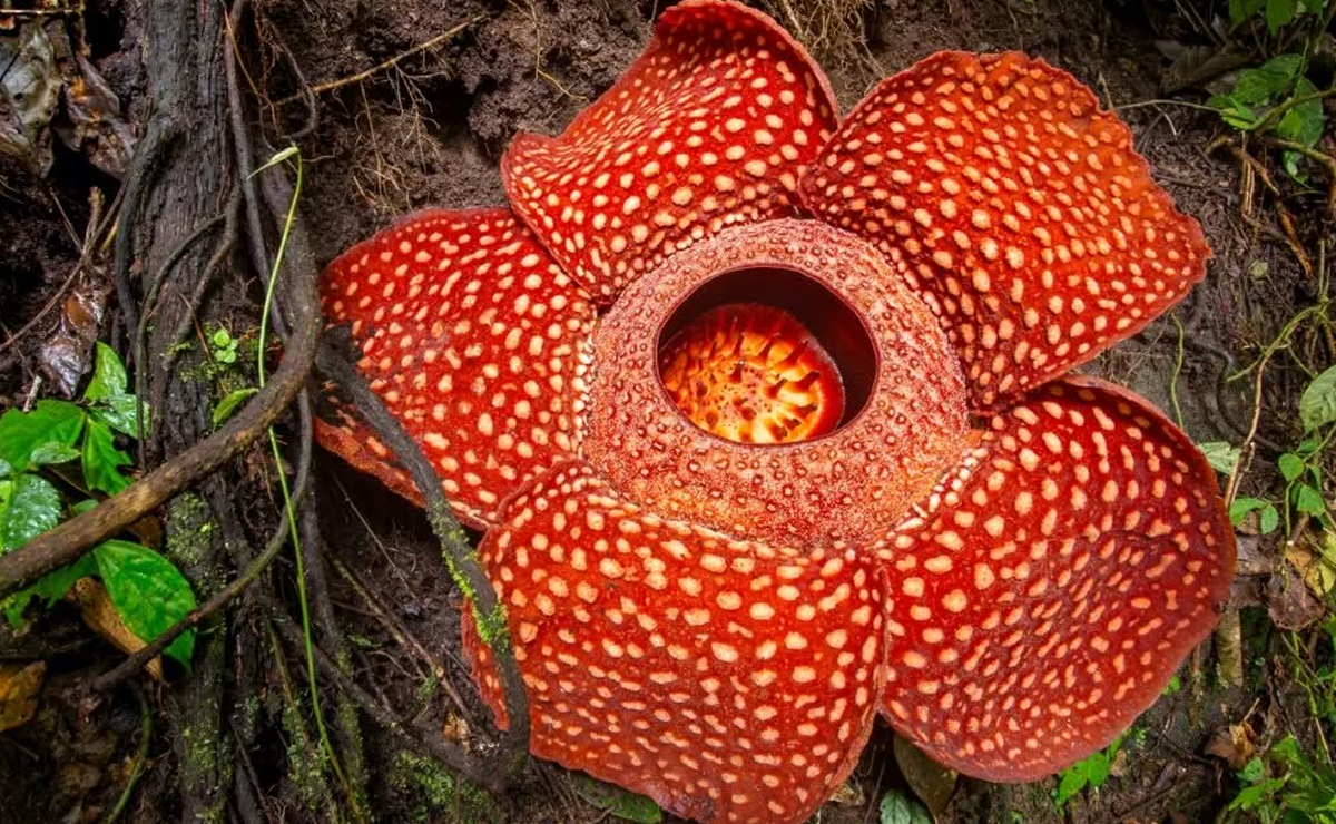 plantas exóticas para decoração