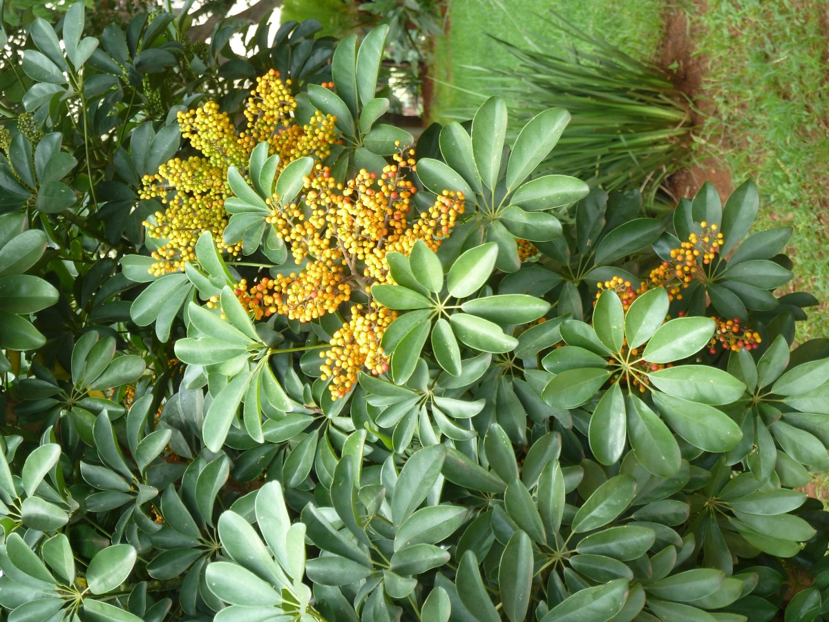 plantas exóticas para decoração