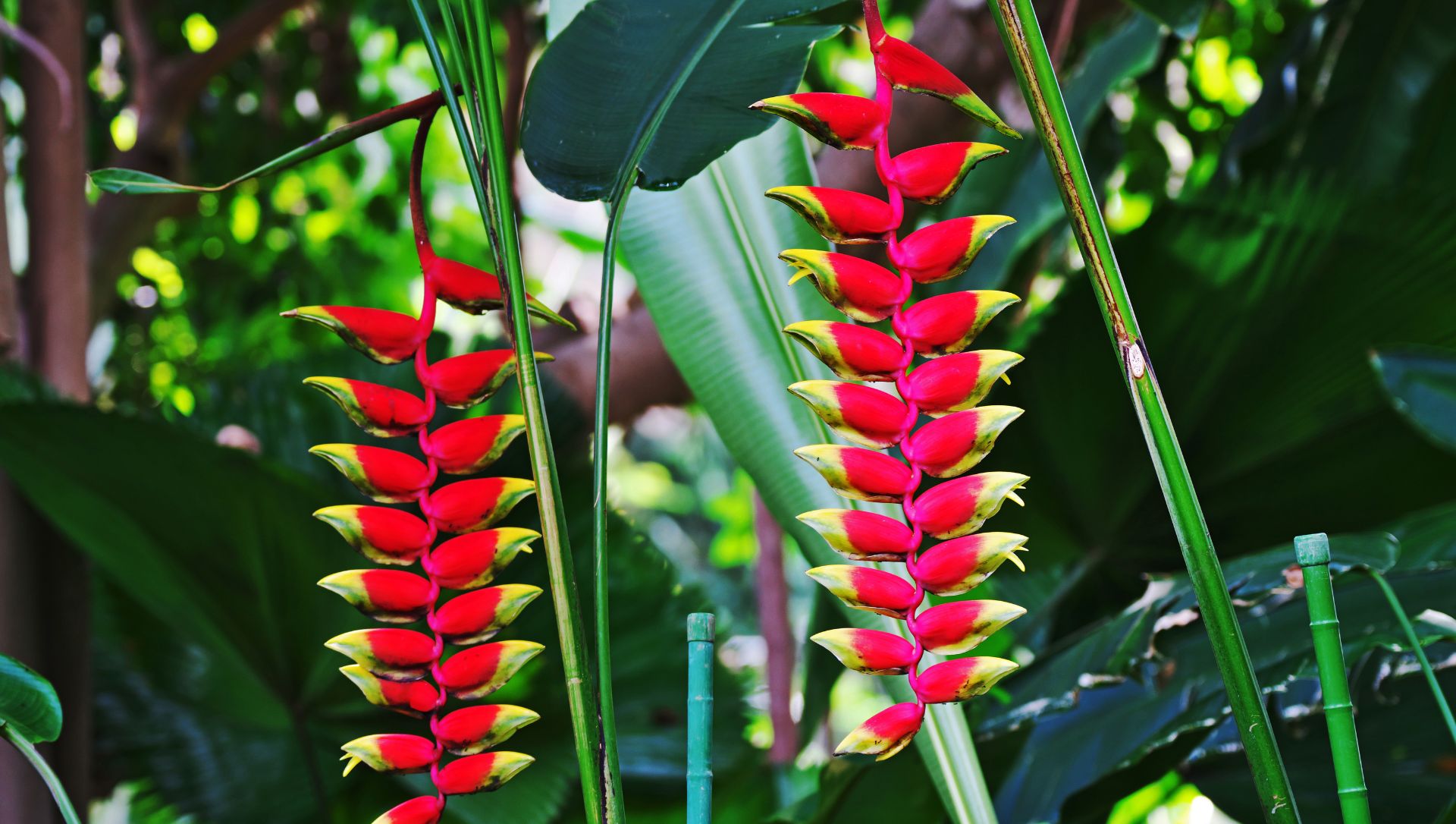 jardim exótico