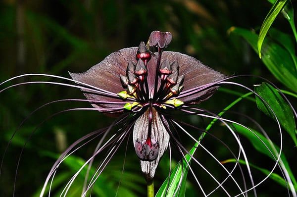 espécies de plantas exóticas