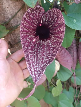 plantas exóticas coloridas