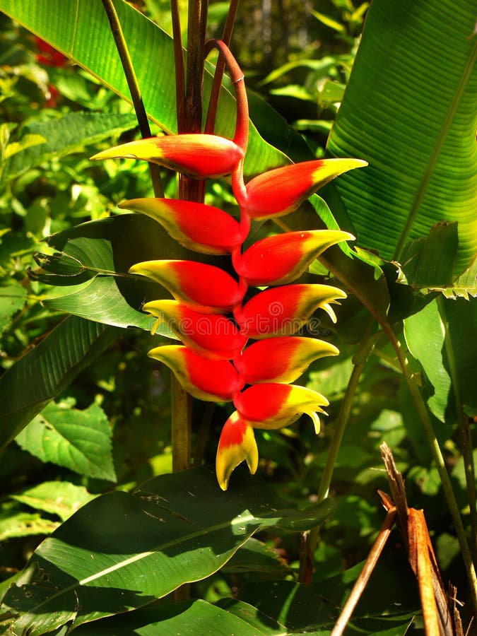 plantas exóticas com folhagem