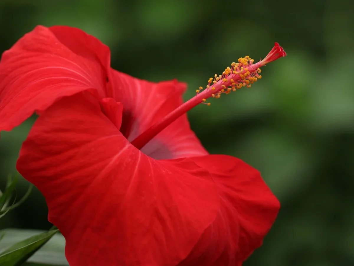 plantas exóticas para vasos grandes