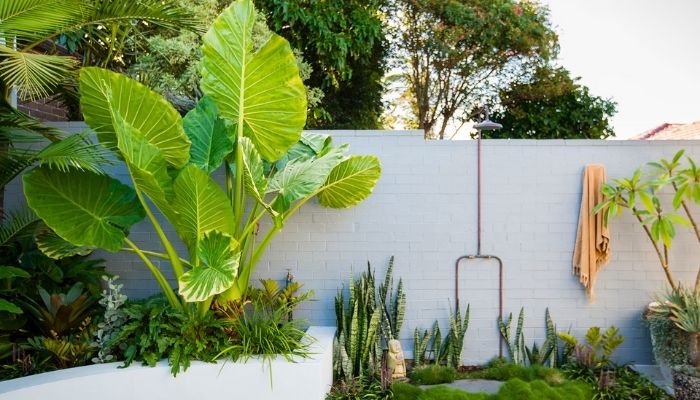 árvores grandes para jardim