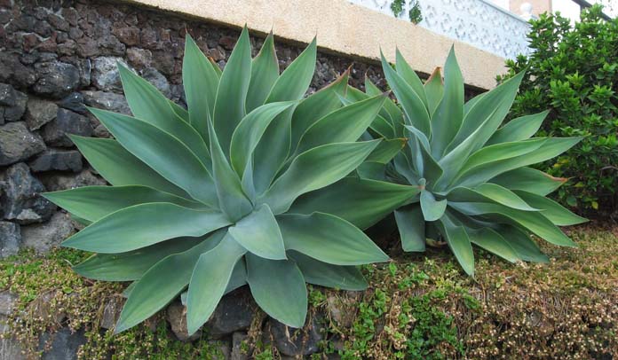 árvores grandes para jardim