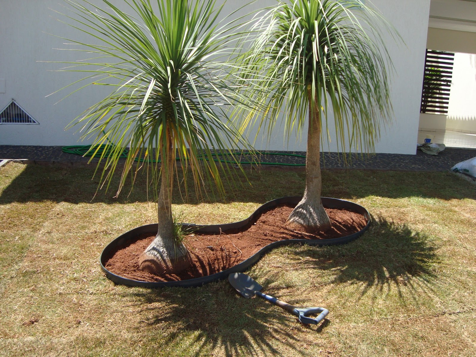 arbustos grandes para jardim externo
