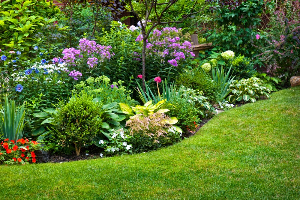 plantas para meia sombra jardim externo