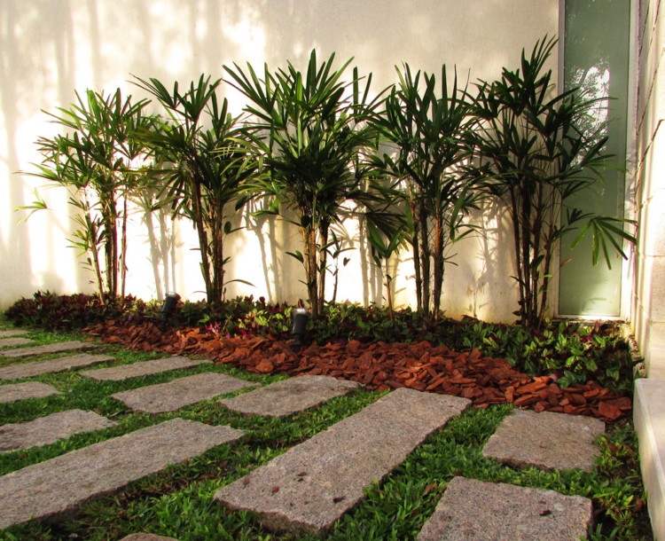 plantas tropicais grandes para jardim