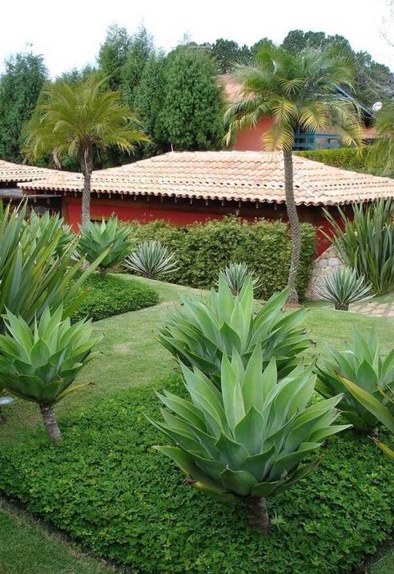 arbustos grandes para jardim externo
