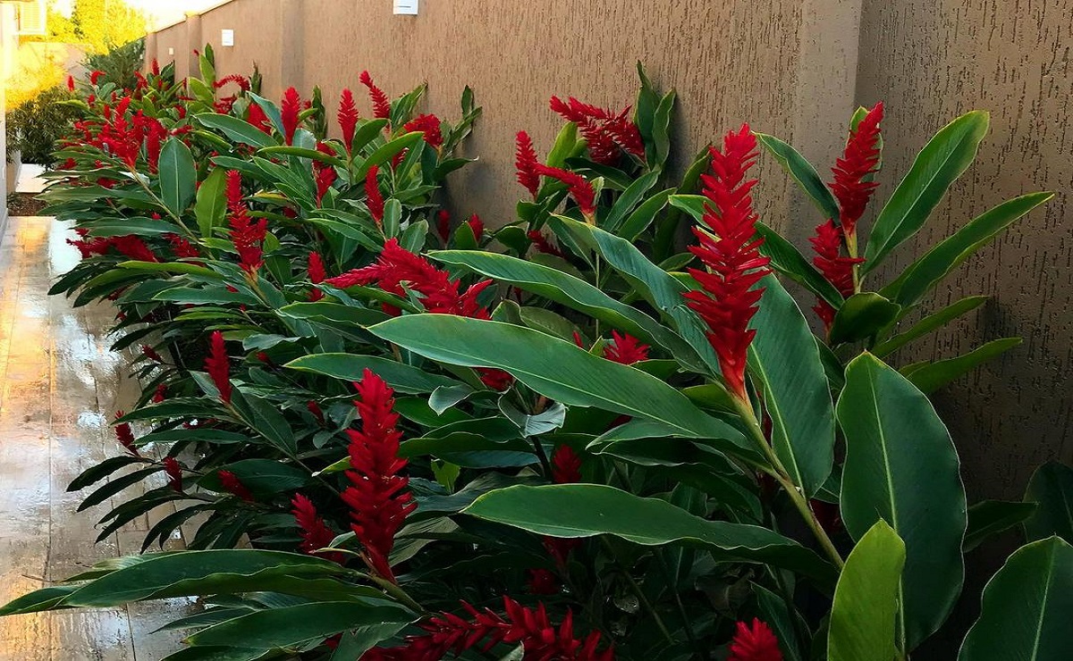 plantas grandes para varanda externa