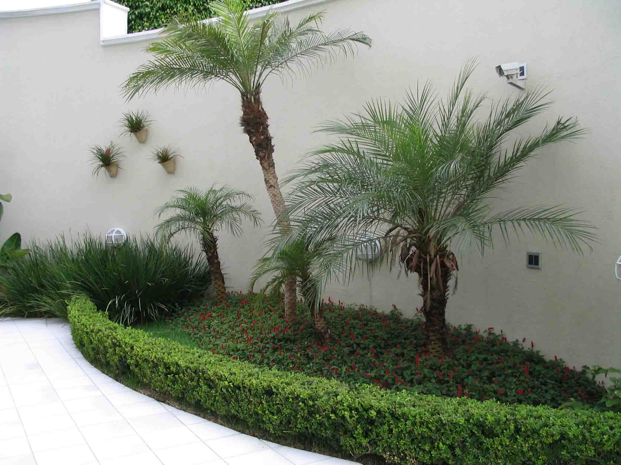 árvores grandes para jardim