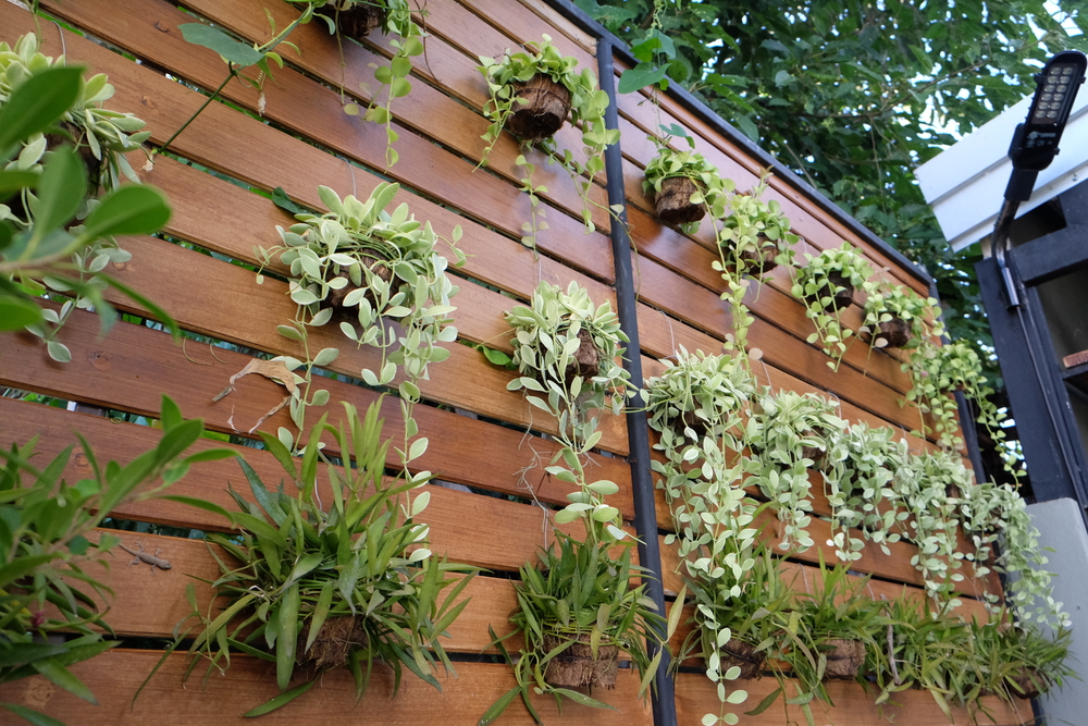 arbustos grandes para jardim externo