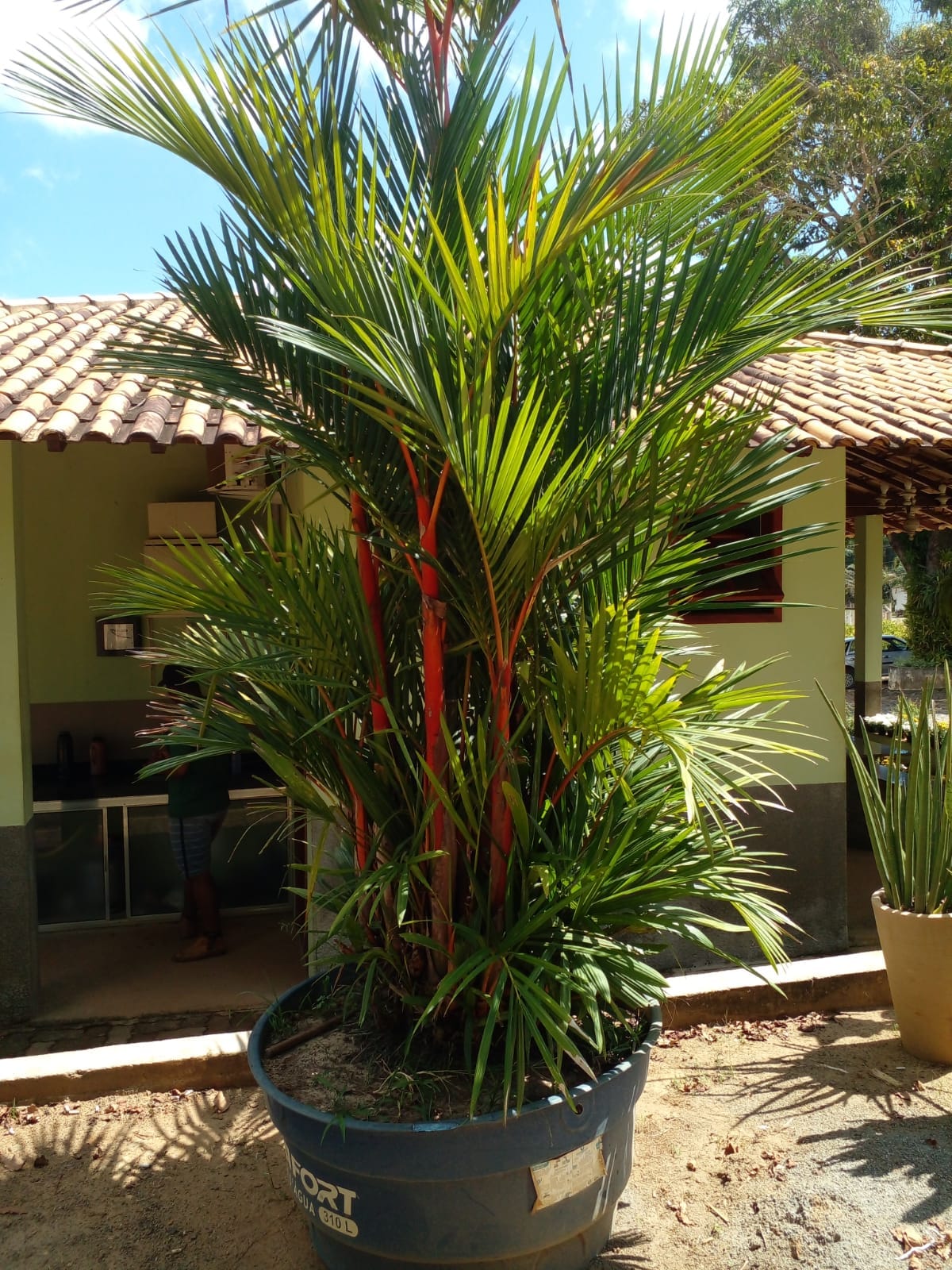 plantas de crescimento rápido para jardim externo