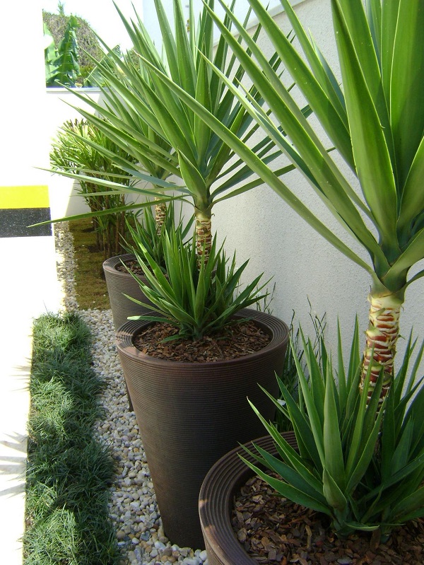 plantas para sol pleno jardim externo