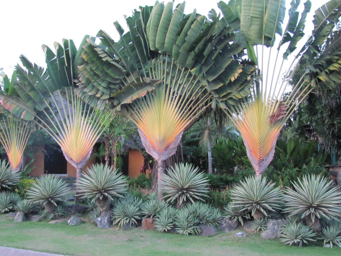 plantas para meia sombra jardim externo