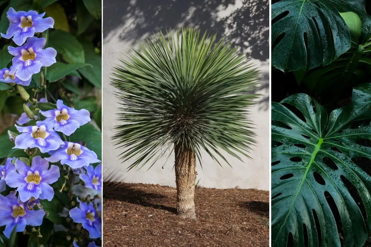 plantas resistentes para jardim externo