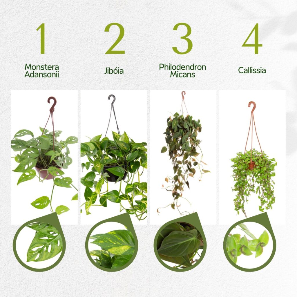 melhores plantas pendentes para decorar sala