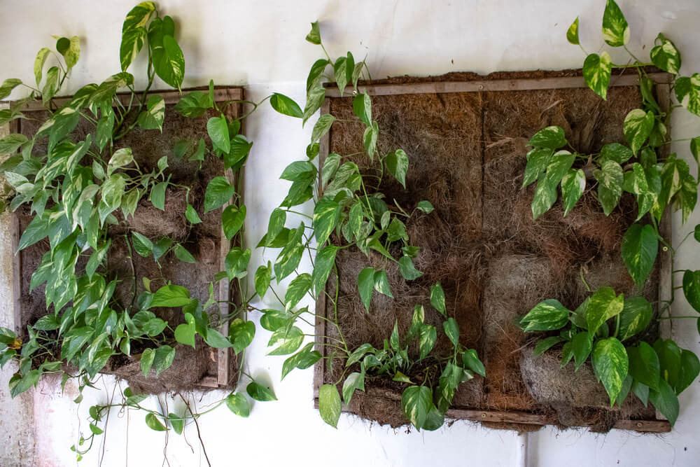 plantas pendentes para apartamento pequeno com pouca luz