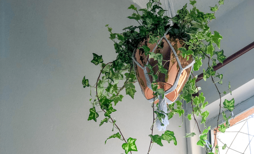 melhores plantas pendentes para decorar sala
