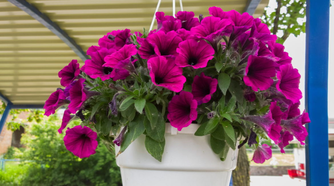 quanto custa montar um jardim de plantas pendentes