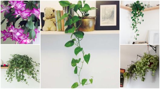 plantas pendentes para apartamento pequeno com pouca luz