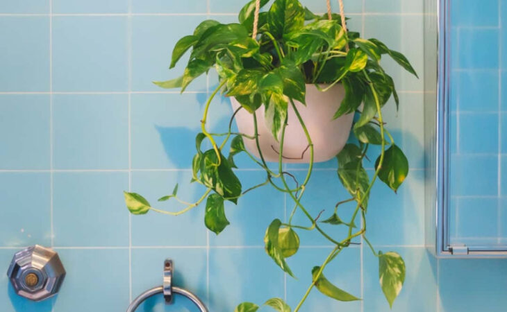 erros comuns ao cuidar de plantas pendentes